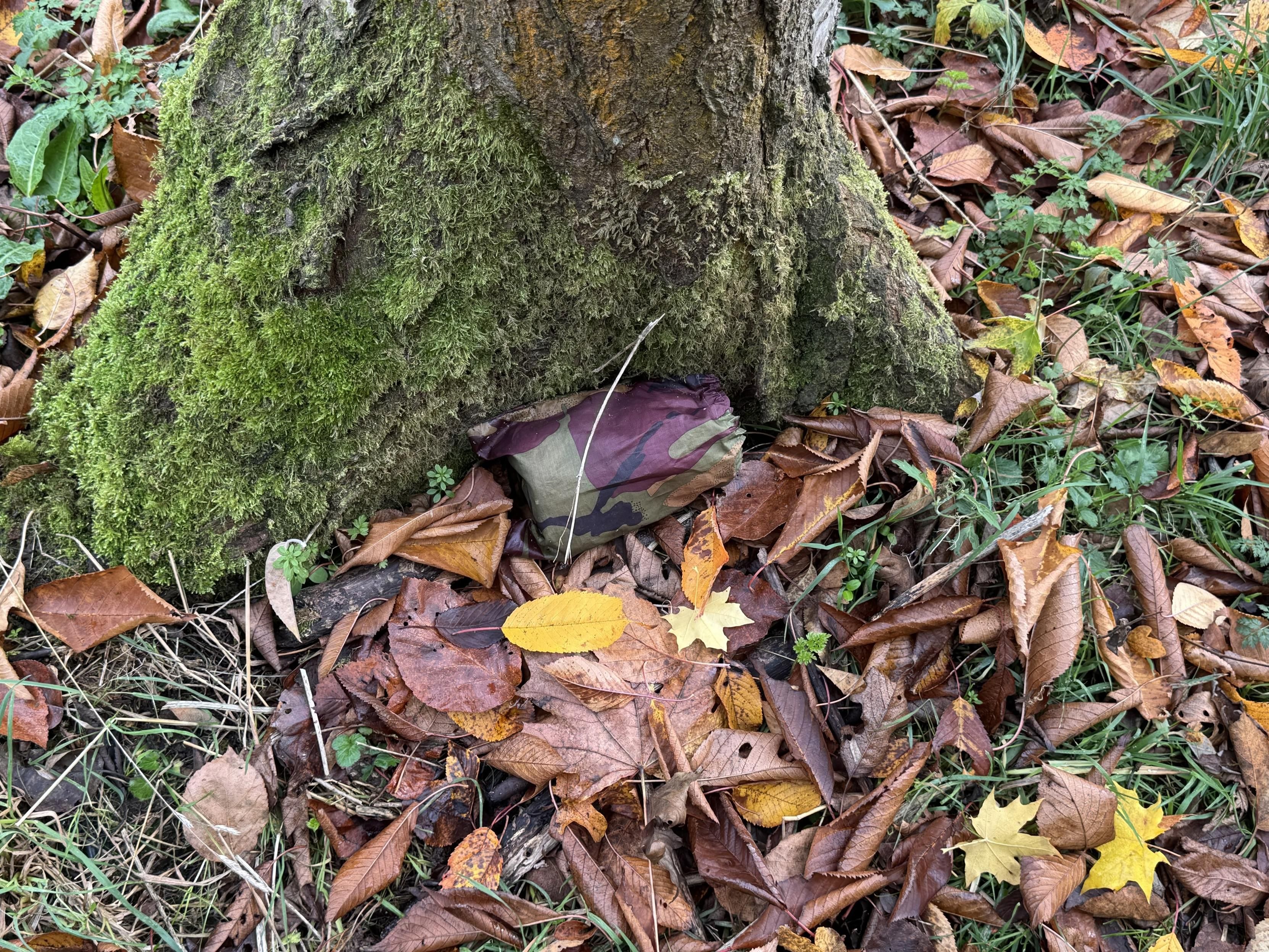 A camouflaged object is partially hidden under the base of a moss-covered tree, surrounded by autumn leaves in various shades of brown and yellow.